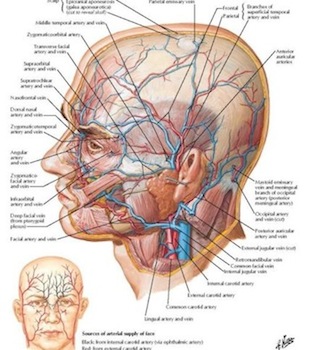 \"atlashumananatomy2.jpg\"